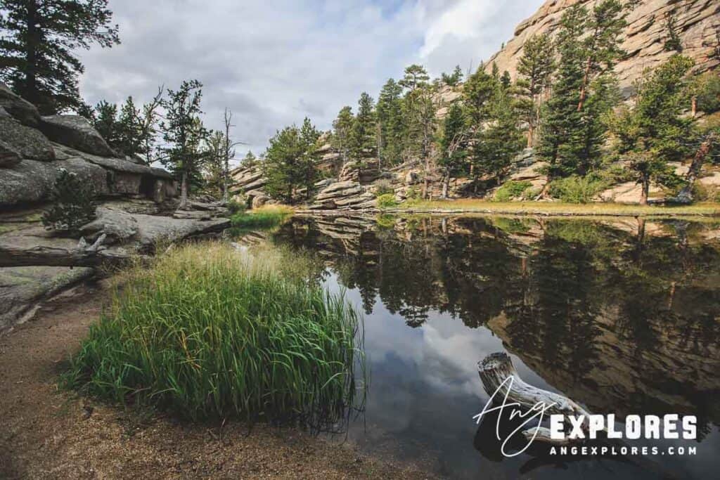 Grasses growing in Gem Lake in Rocky Mountain National Park