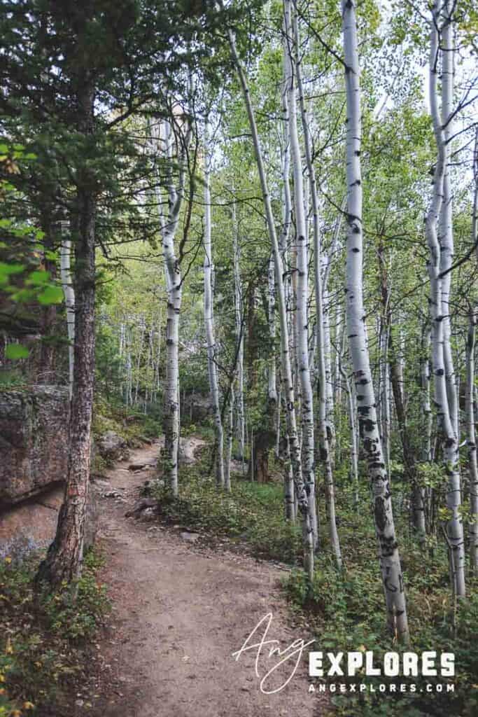 aspens on lumpy ridge trail