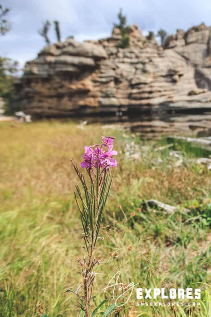 fireweed gem lake