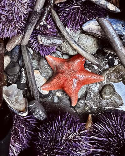 tide_pool_exploring Starfish and urchins at a tide pool in Oregon