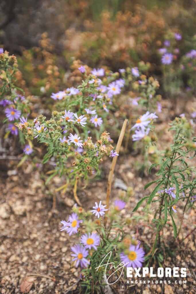 western aster