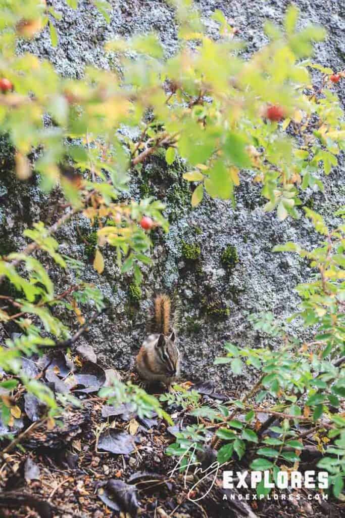 yellow pine chipmunk