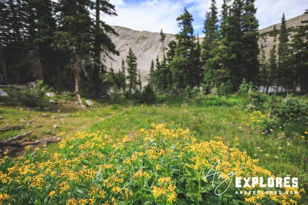 wildflowers in colorado mountains