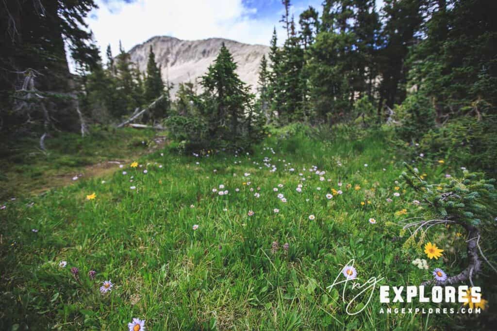 wildflowers in CO