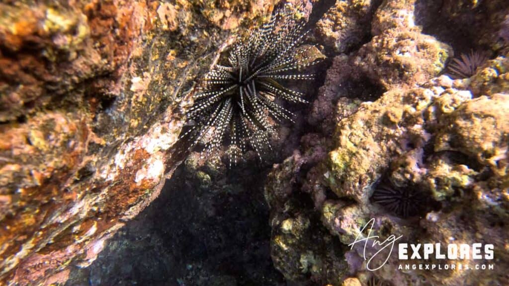 Banded sea urchin in Maui Hawaii