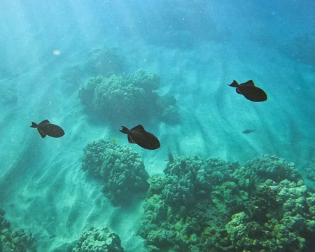 Black Triggerfish at Ahihi-Kinau Marine Preserve Maui