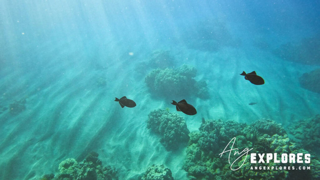 Black triggerfish at Ahihi Bay in Maui Hawaii