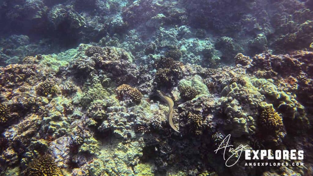 Eel at Ahihi Bay in Maui Hawaii