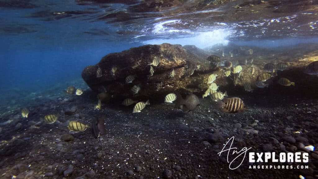 Shore snorkeling at Ahihi Bay in Maui Hawaii