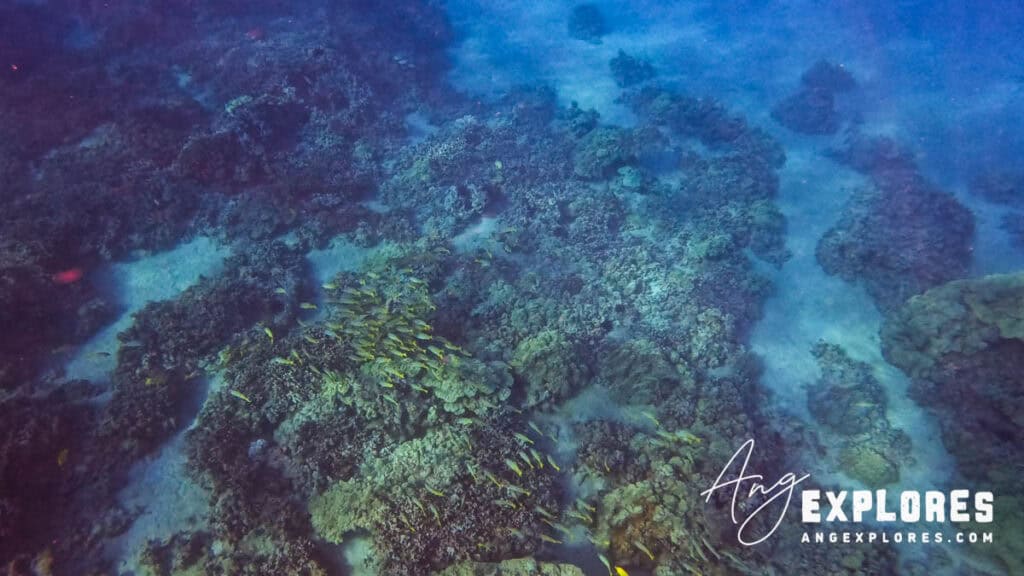 Large school of fish snorkeling in Maui