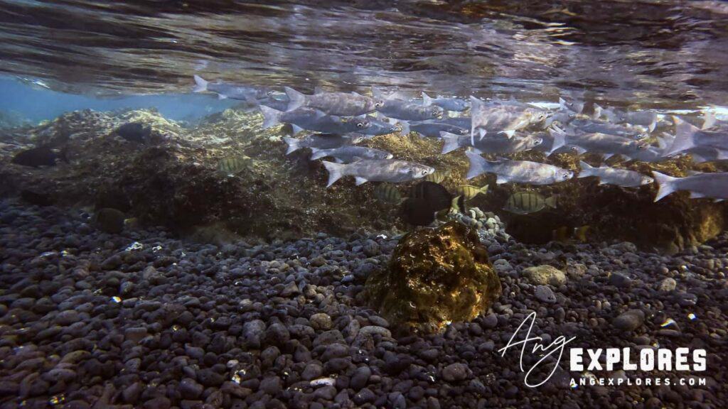 Fish at the shore snorkeling at Ahihi Bay