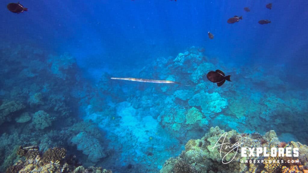 Trumpetfish and black triggerfish shore snorkeling in Maui