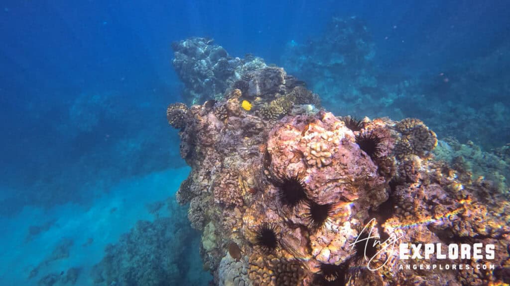 Coral, Urchins and Yellow Tang at Ahihi-Kinau Marine Preserve Maui