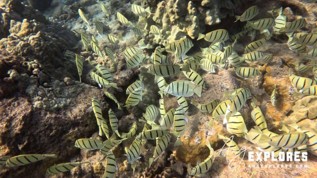 School of fish shore snorkeling in Maui