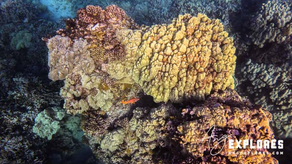 Looking down at reef and fish snorkeling in Maui