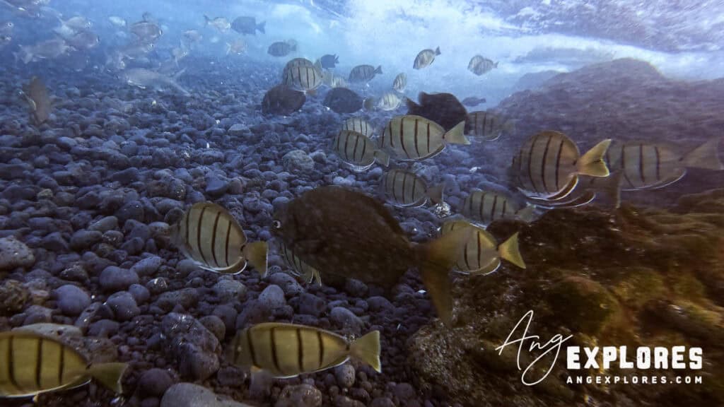 Fish at the shore of Ahihi Bay