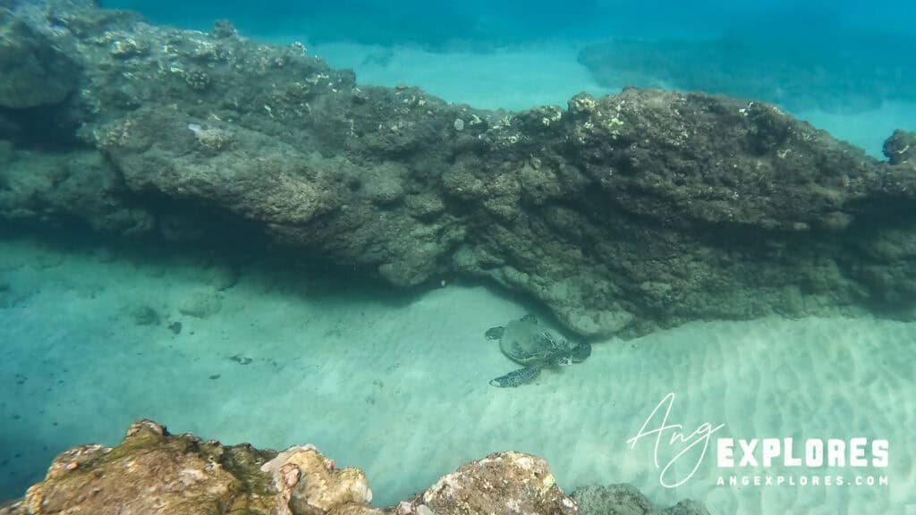 Sea Turtle found while snorkeling at Kamaole Beach Park III in Kihei, south Maui Hawaii