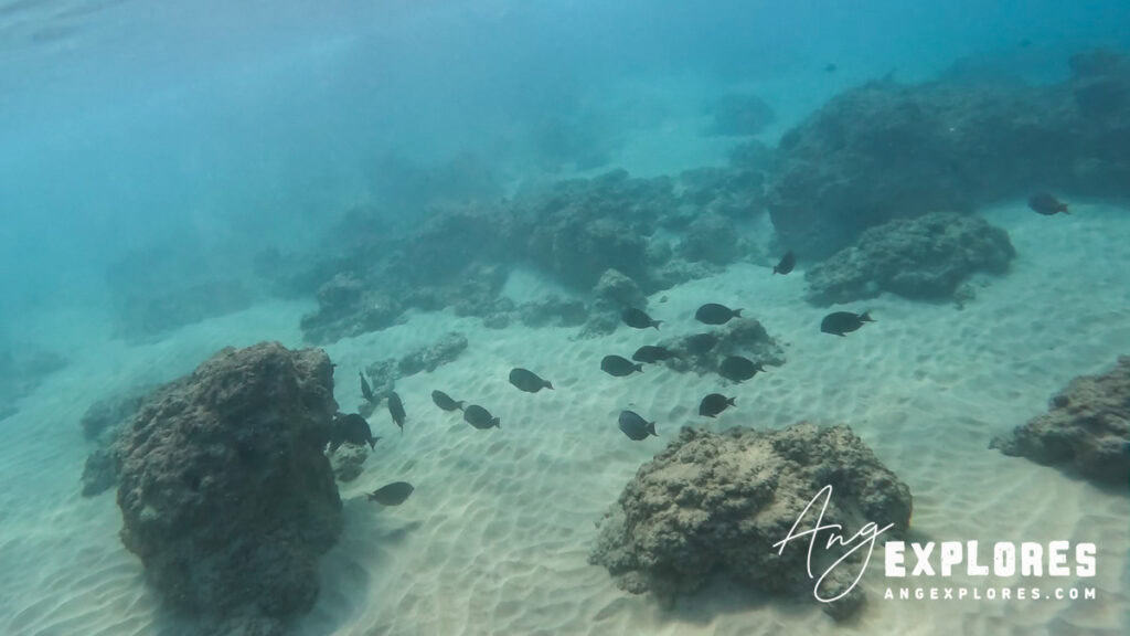Fish seen snorkeling at Kamaole Beach Park III in Kihei, south Maui Hawaii