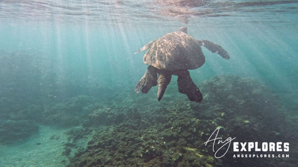 A large sea turtle at Olowalu Beach, Maui
