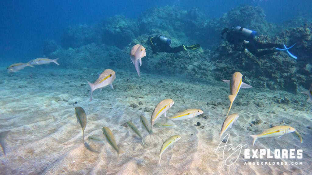 Scuba Divers at Makena Landing Maui