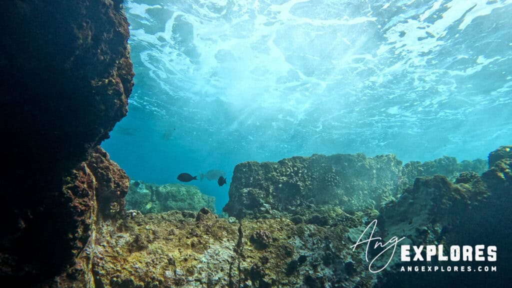 Maui shore diving