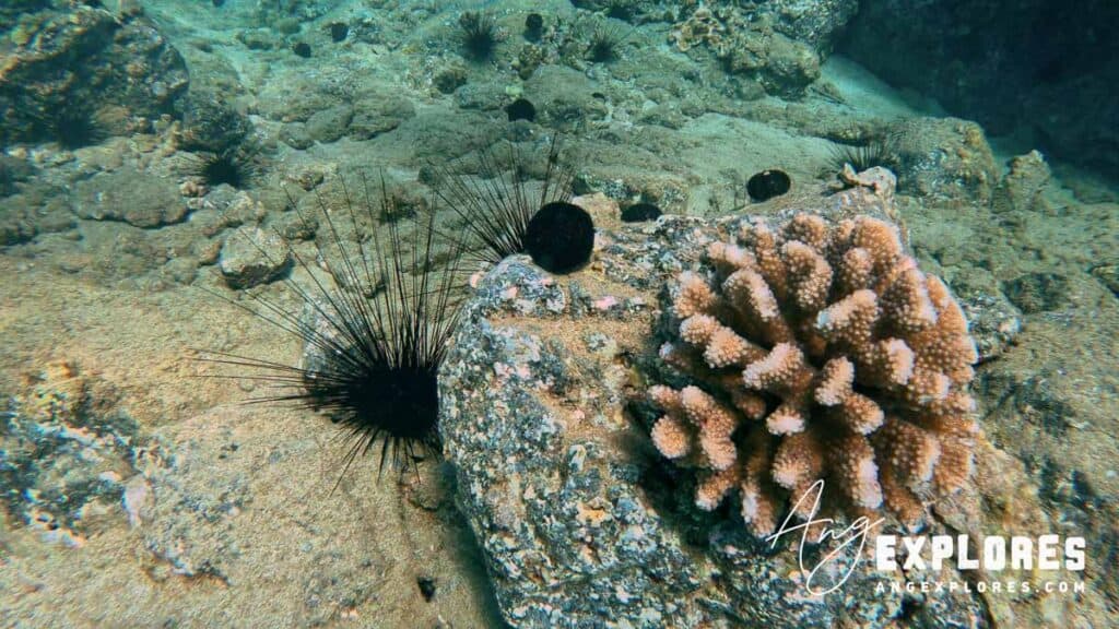Cauliflower coral and Sea Urchin at Makena Landing Maui