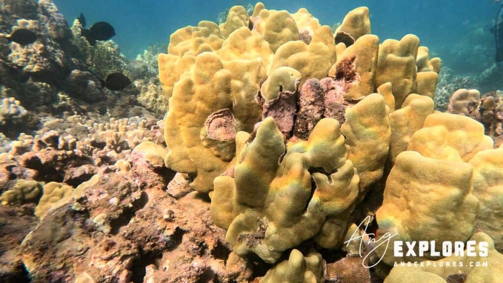 Smooth mounding coral at Makena Landing Maui
