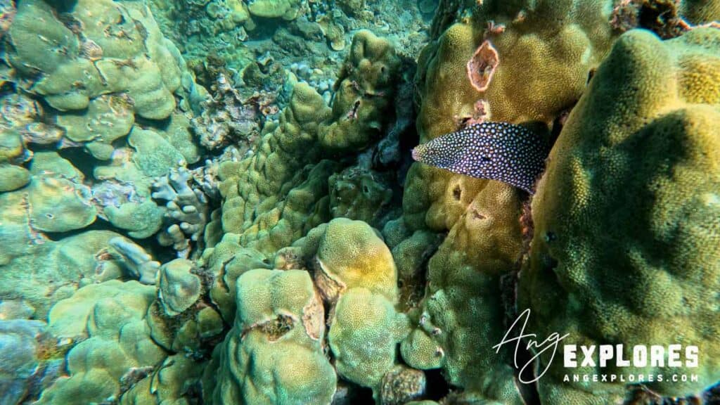 Moray Eel at Makena Landing
