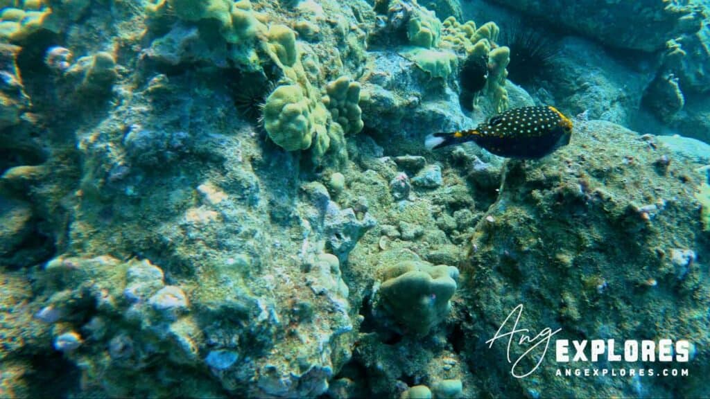 Spotted Boxfish 5 Caves Maui