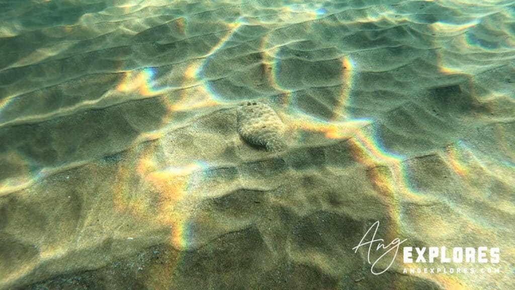 Flounder in the sand at Makena Landing
