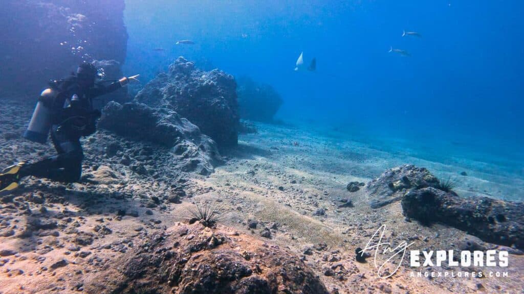 Spotted Eagle Ray at Makena Landing