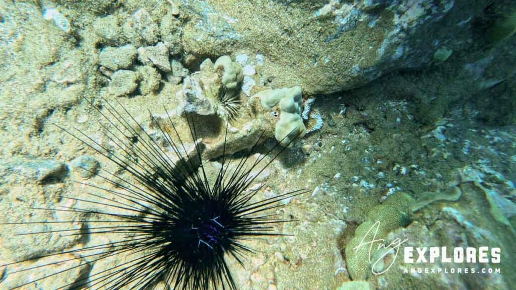 Sea Urchin at Makena Landing