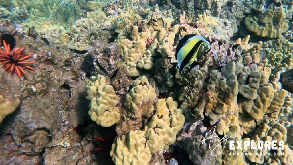 Moorish Idol at Makena Landing in Maui