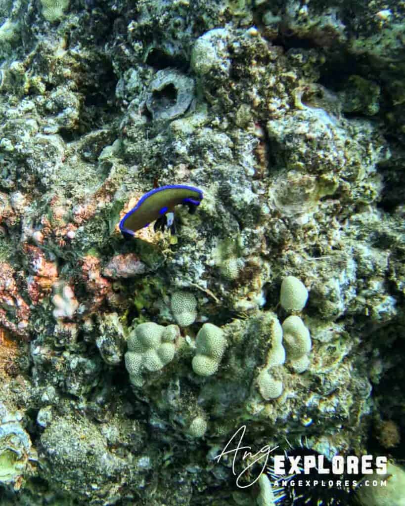 Nudibranch seen scuba diving in Maui