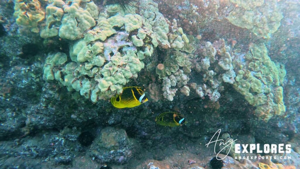 Racoon Butterflyfish at Makena Landing in Maui