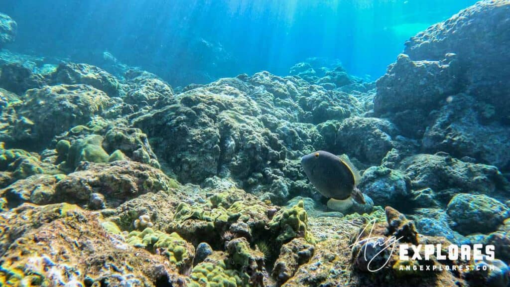 Fish at Makena Landing Hawaii