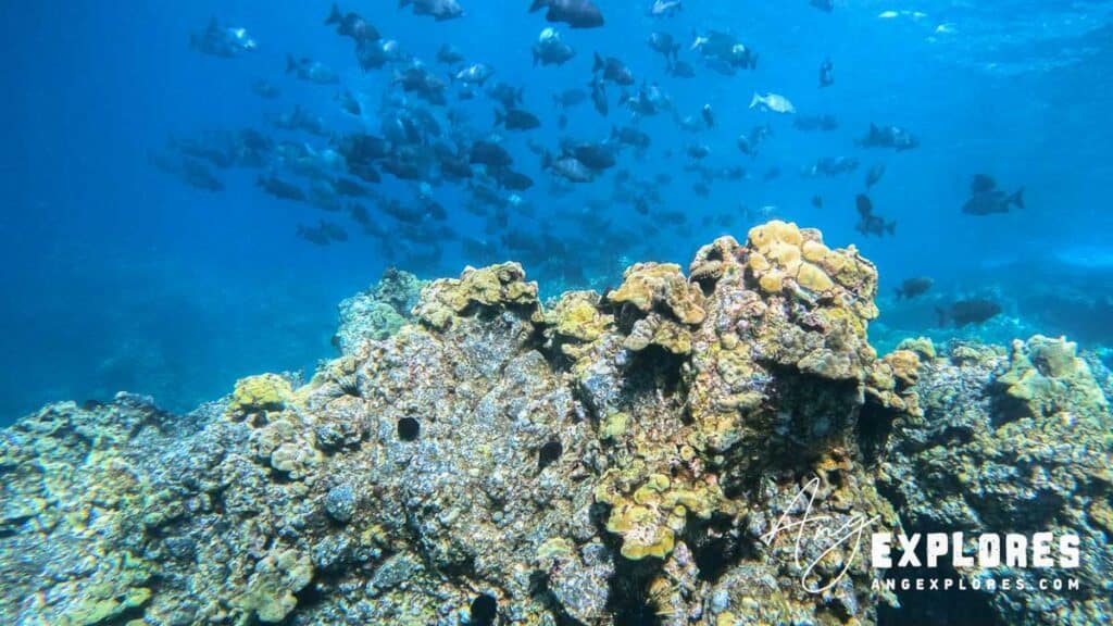 Large school of fish seen scuba diving at Makena Landing in Maui
