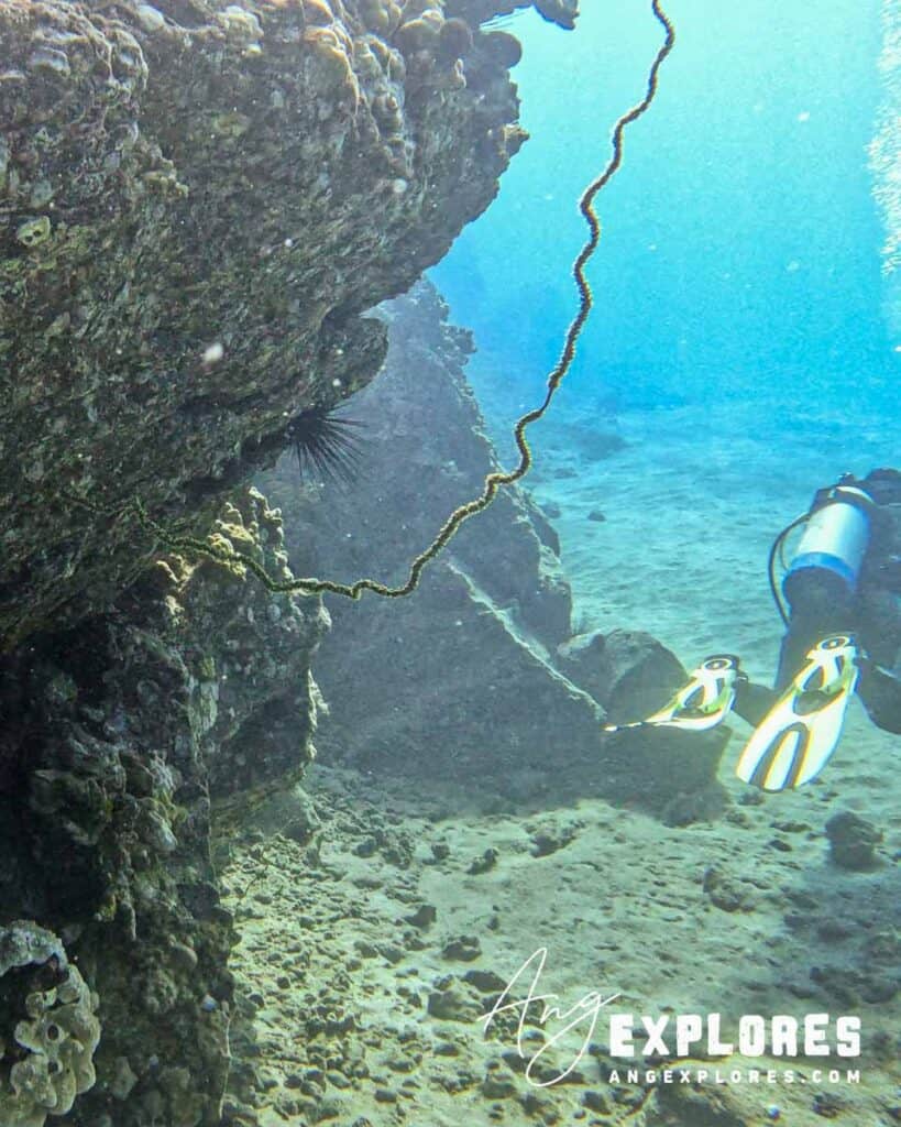 Wire coral in Maui