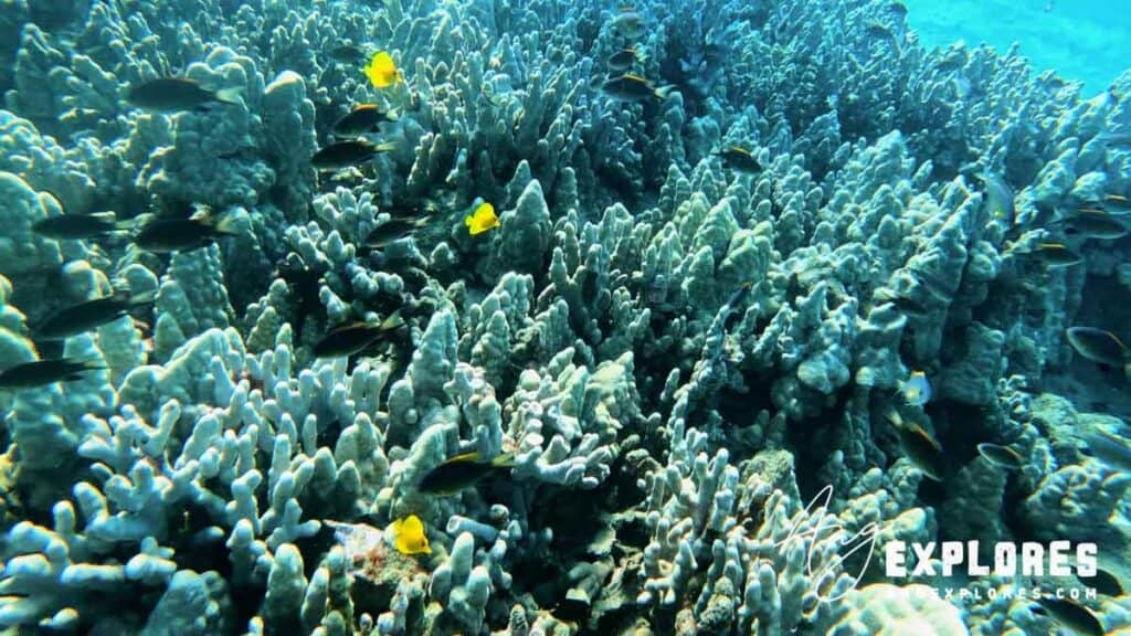 Yellow Tang seen scuba diving at Makena Landing in Maui