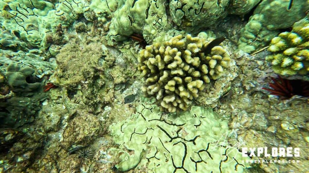 Baby black boxfish at Maluaka Beach