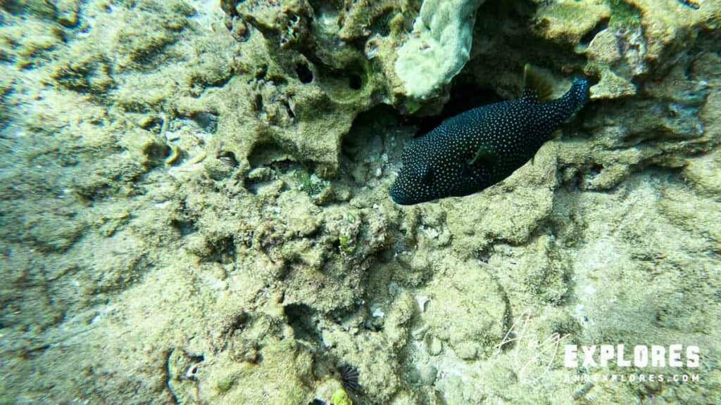 Black boxfish at Maluaka Beach