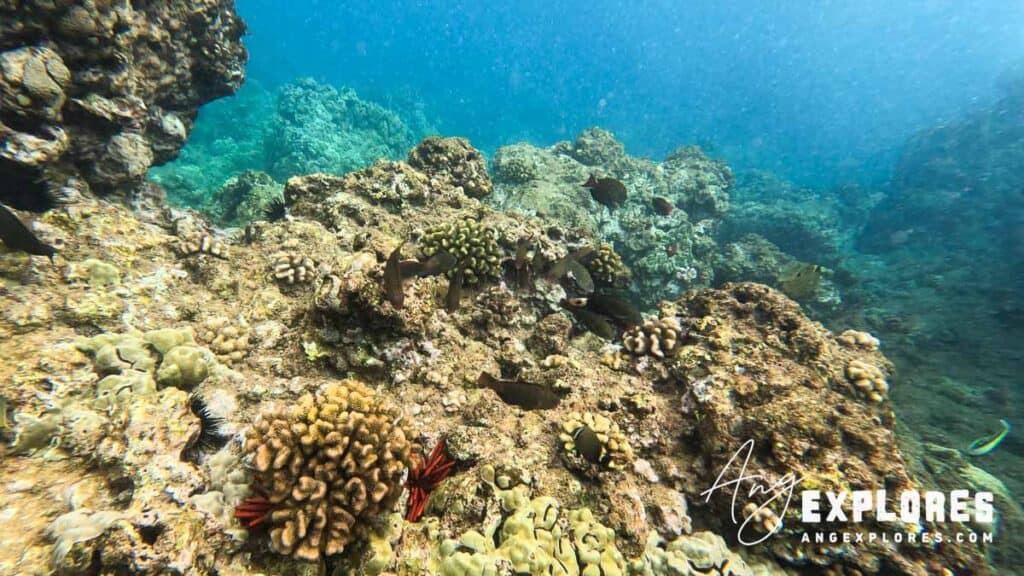 Reef and fish at Maluaka Beach Maui