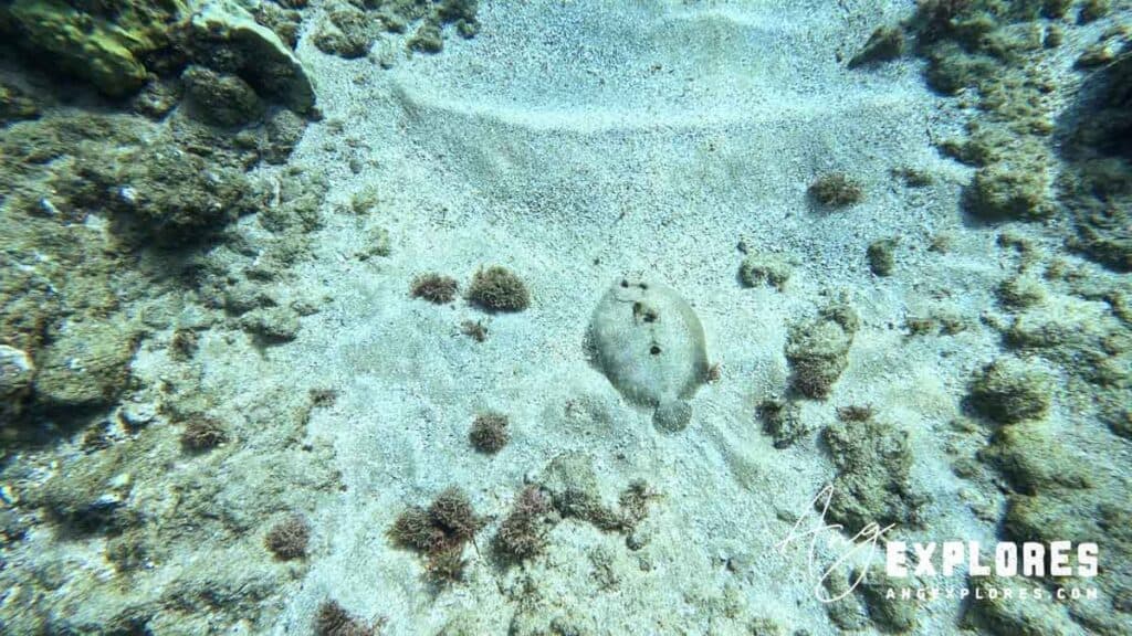 Flounder at Maluaka Beach Maui