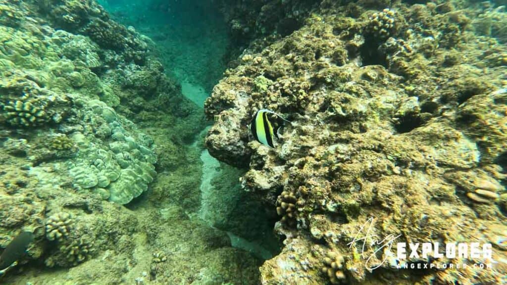 Moorish Idol swimming at reef at Maluaka Beach Maui
