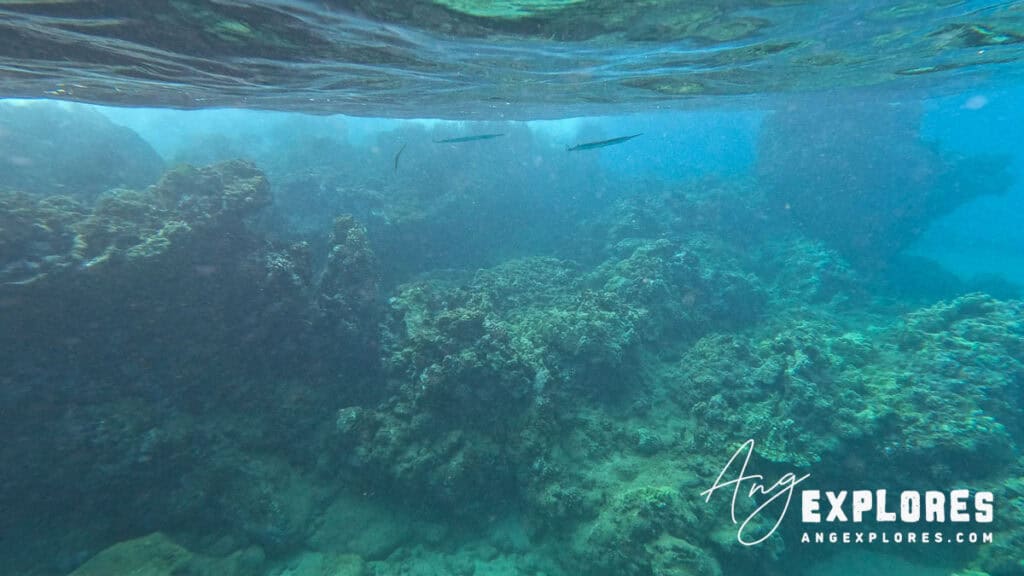 Maluaka Beach Needlefish