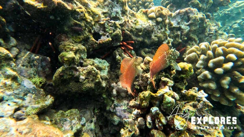 Leopard Blenny at Maluaka Beach in Maui Hawaii