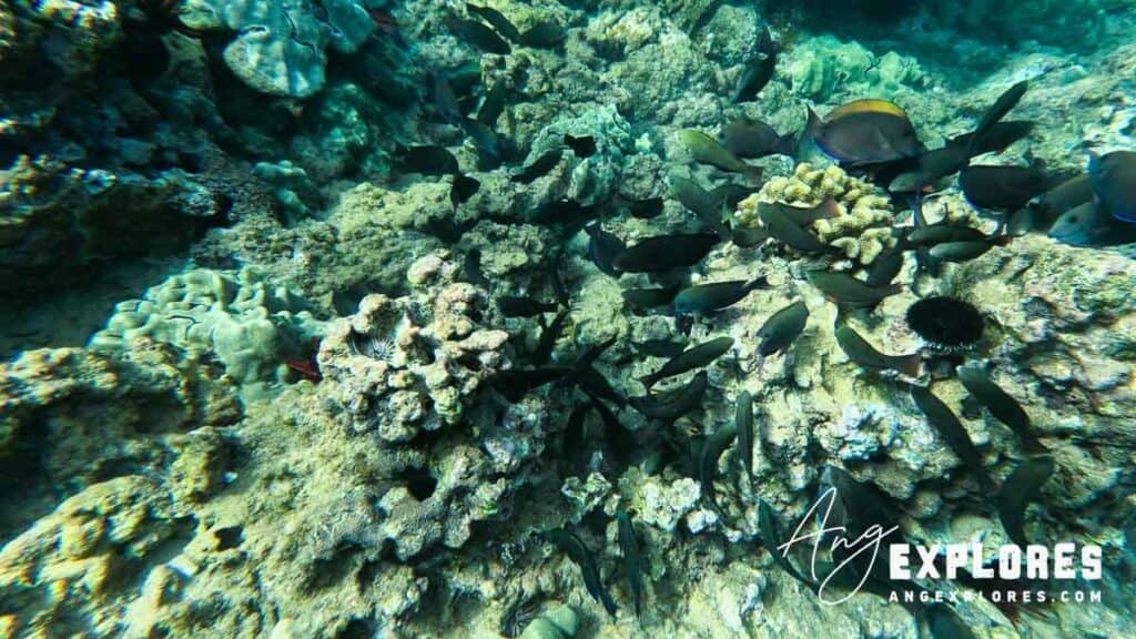 Fish Seen Shore Snorkeling in Maui