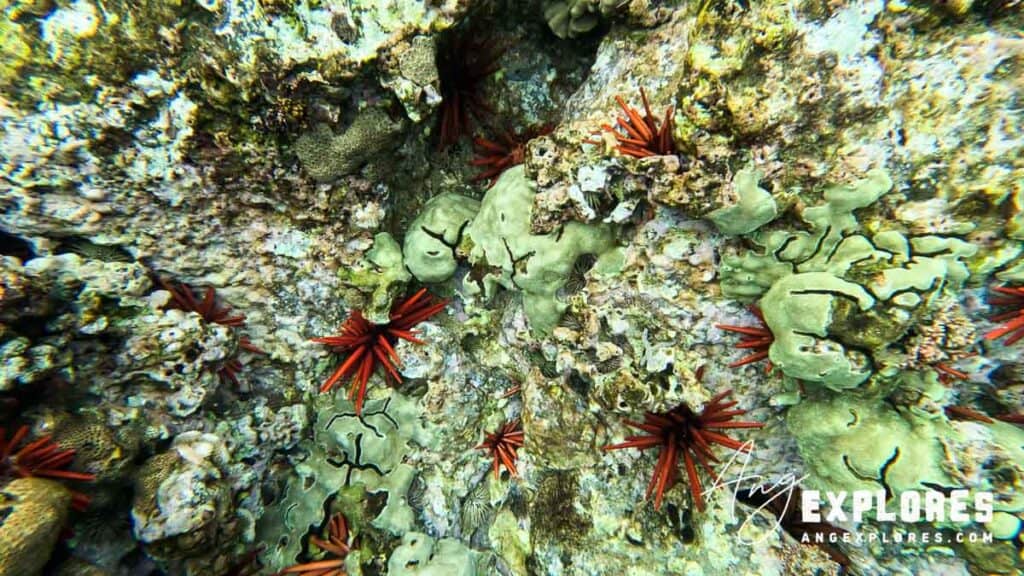 Red slate pencil urchins at Maluaka Beach in Maui Hawaii