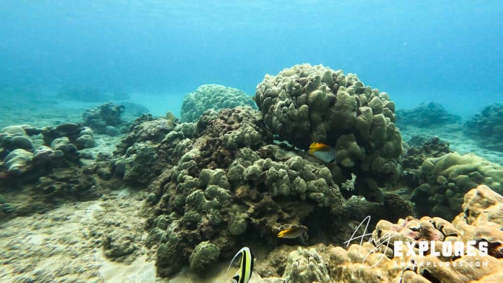 Threadfin Butterfly fish at Leopard Blenny at Maluaka Beach in Maui Hawaii