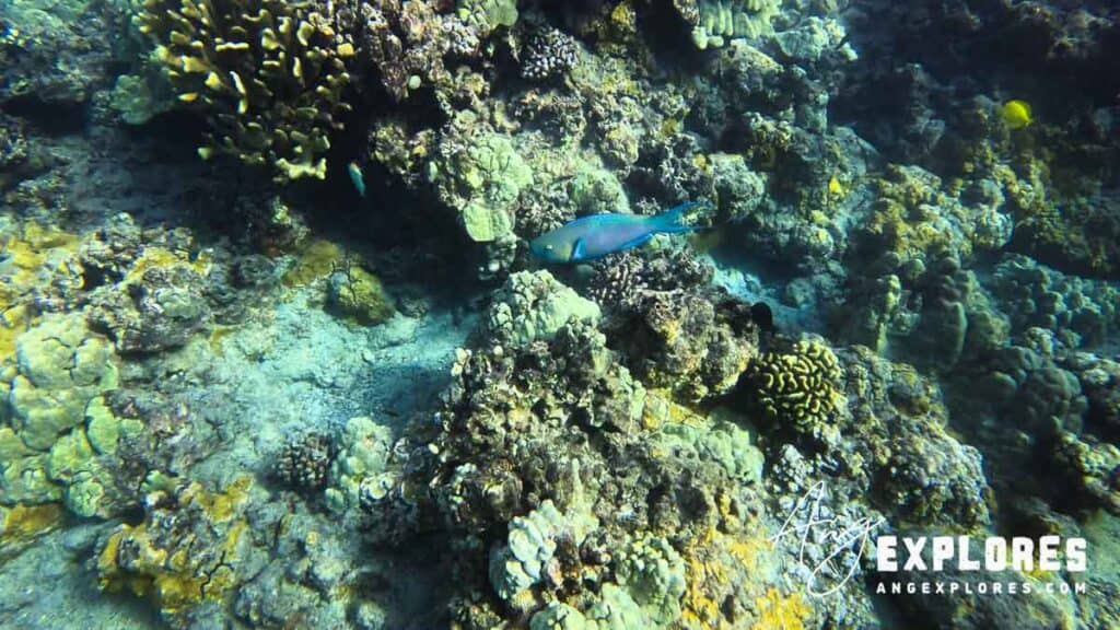 Parrot fish in Maui
